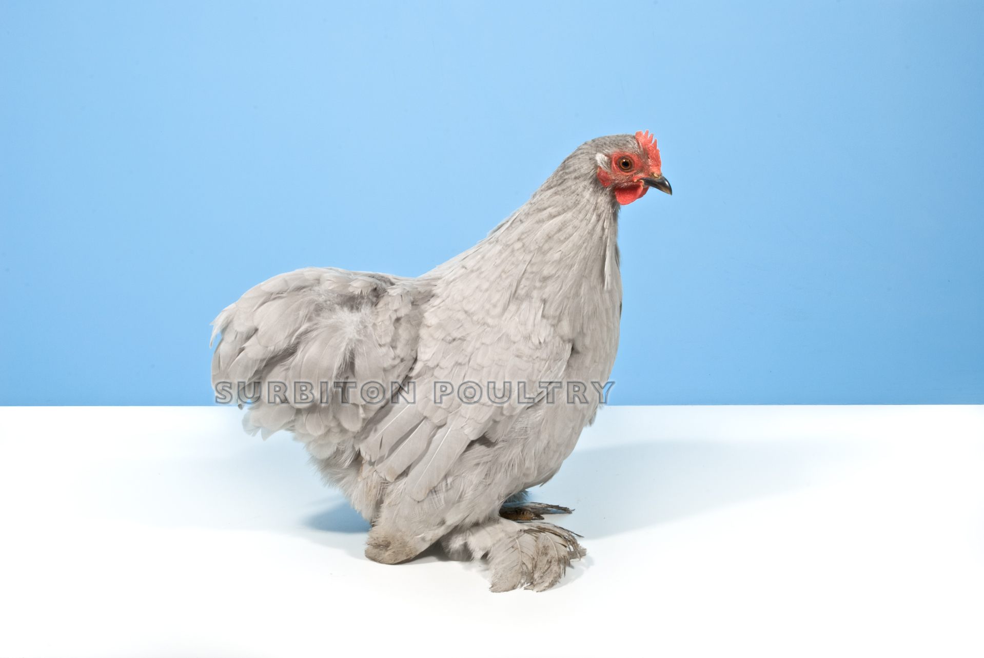 Pekin Bantam – suppliers Of Fine Hen Houses &amp; Pekin Bantam