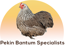 Pekin Bantam